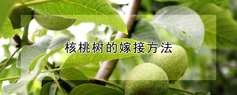 核桃树的嫁接方法 核桃树的嫁接方法讲解