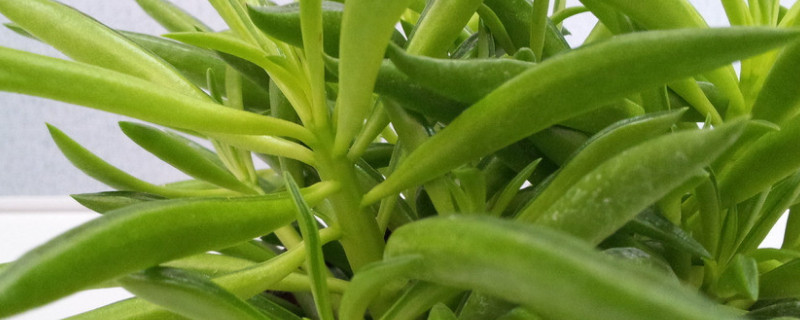 多肉欢乐豆的养殖方法（多肉欢乐豆的养殖方法图解）
