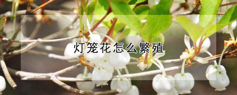 灯笼花怎么繁殖 灯笼花怎么繁殖后代