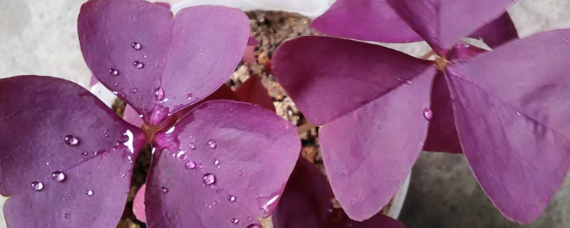 紫色酢浆草怎么繁殖 紫色酢浆草怎么繁殖视频