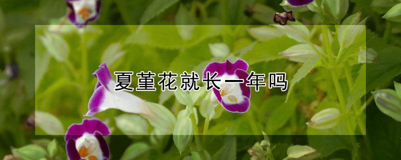 夏堇花就长一年吗（夏堇是几年生花卉）