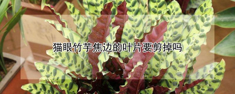 猫眼竹芋焦边的叶片要剪掉吗 猫眼竹芋叶子发黄干枯怎么办
