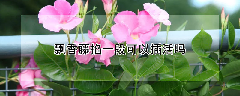 飘香藤掐一段可以插活吗 飘香藤掐一段可以插活吗视频
