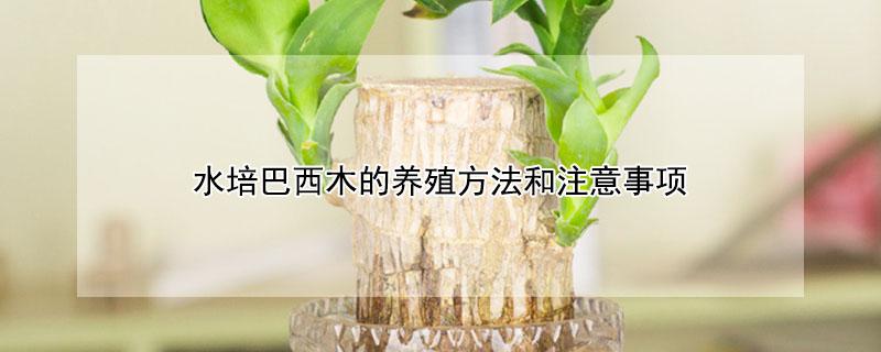 水培巴西木的养殖方法和注意事项（水培巴西木的养殖方法和注意事项视频）