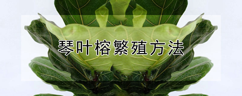 琴叶榕繁殖方法（琴叶榕繁殖方法有哪些）