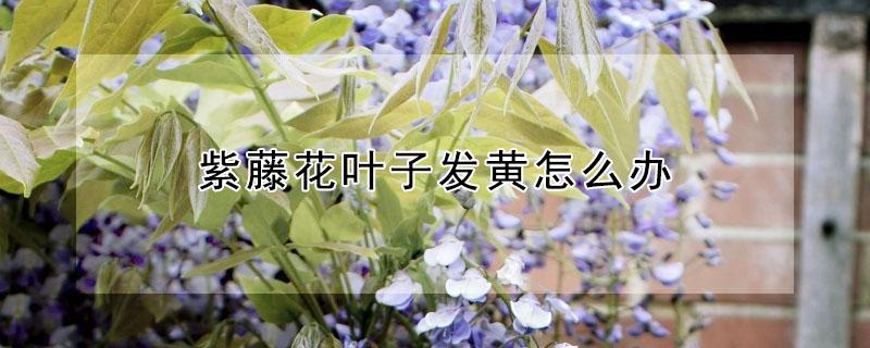 紫藤花叶子发黄怎么办 紫藤花叶子发黄开始掉叶