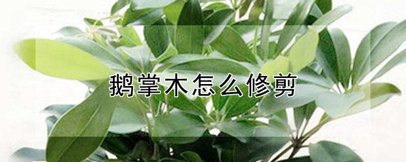 鹅掌木怎么修剪（鹅掌木怎么修剪好看）