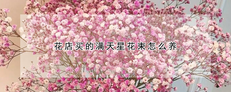 花店买的满天星花束怎么养 花店买的满天星花束怎么养好