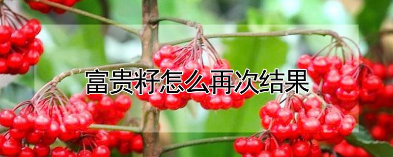 富贵籽怎么再次结果 富贵籽怎么再次结果 记住这几点富贵籽就能再次结果哦