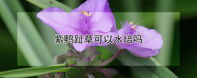 紫鸭趾草可以水培吗 紫鸭趾草什么时候开花