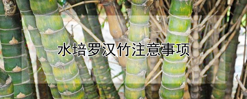 水培罗汉竹注意事项 水培罗汉竹的风水作用
