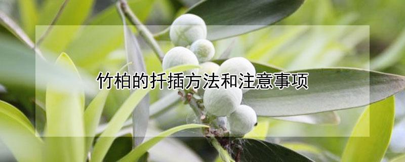 竹柏的扦插方法和注意事项（竹柏的扦插方法和注意事项图片）