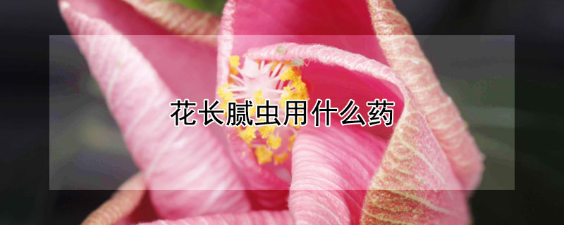 花长腻虫用什么药 花长腻虫用什么药没事没事