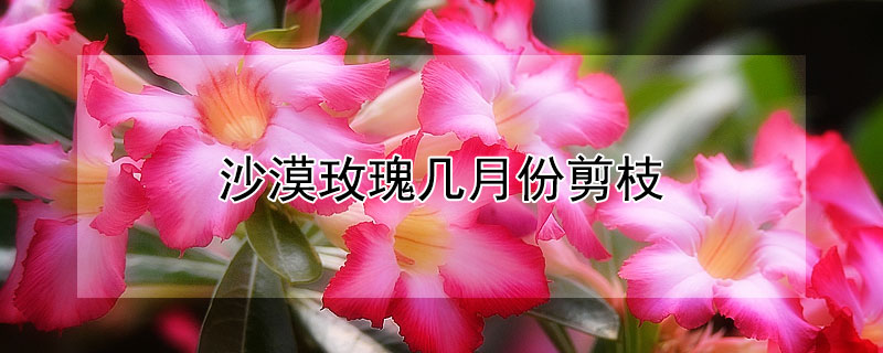 沙漠玫瑰几月份剪枝（沙漠玫瑰在什么时候剪枝）