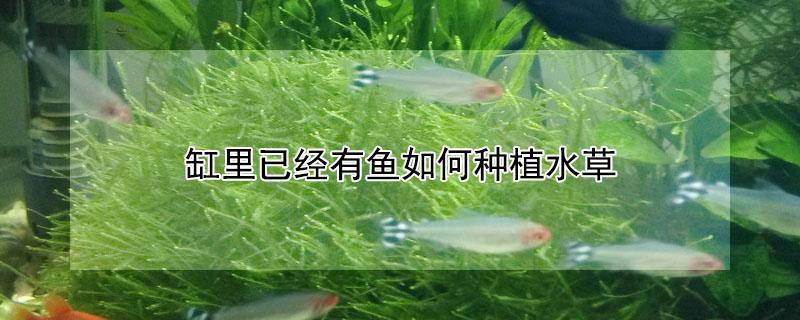 缸里已经有鱼如何种植水草（缸里已经有鱼如何种植水草视频）