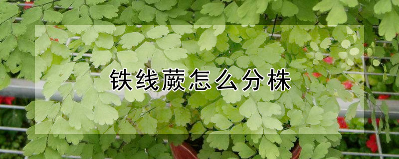 铁线蕨怎么分株 铁线蕨分株集中还是分散插