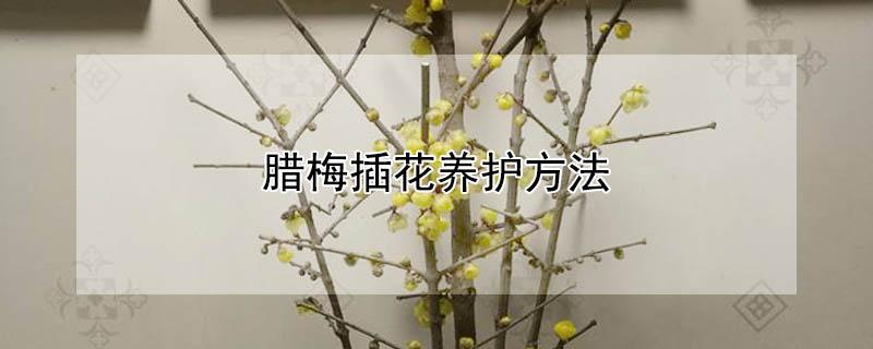 腊梅插花养护方法（腊梅插花养护方法有哪些）