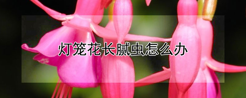 灯笼花长腻虫怎么办（灯笼花起腻虫怎么办）