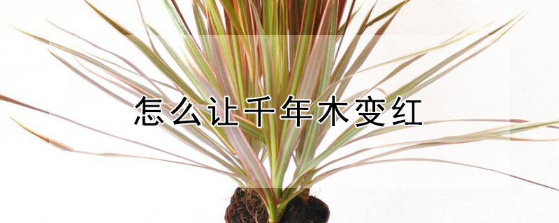怎么让千年木变红 千年木如何变红