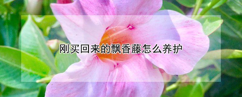 刚买回来的飘香藤怎么养护（新买的飘香藤怎么养护）