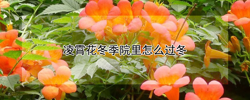 凌霄花冬季院里怎么过冬（凌霄花冬天怎么管理）