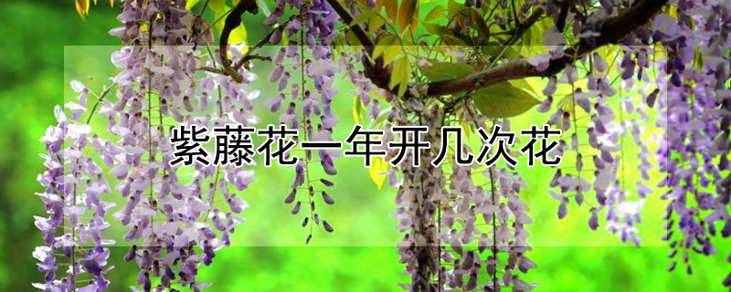 紫藤花一年开几次花 紫藤花图片