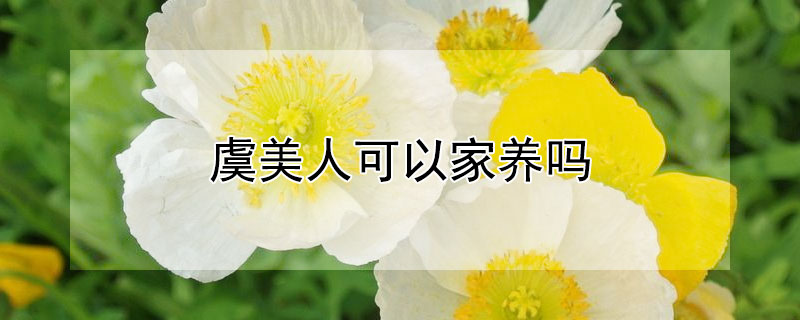 虞美人可以家养吗（虞美人家里可以种吗）