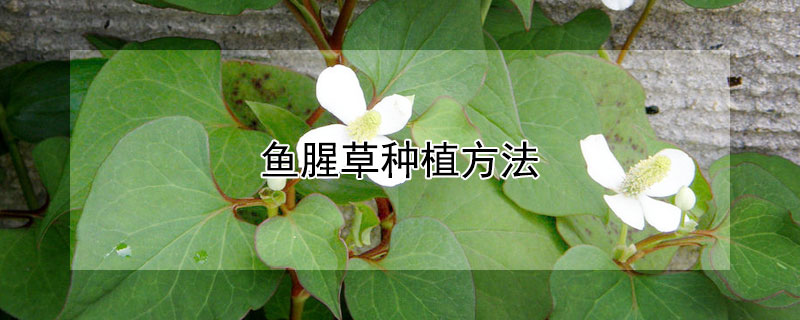 鱼腥草种植方法（鱼腥草种植方法和技术）