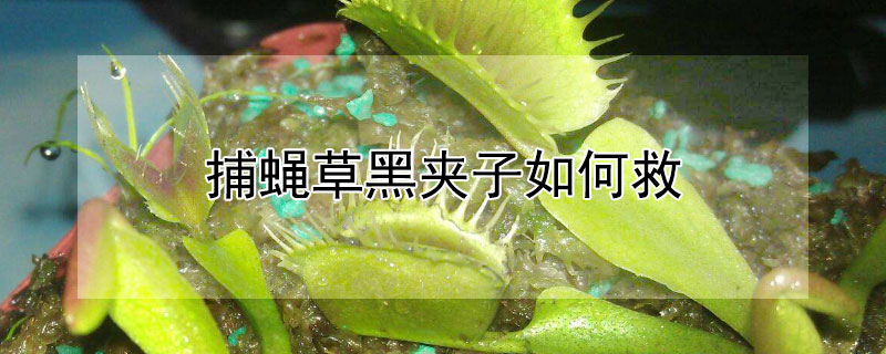 捕蝇草黑夹子如何救（捕蝇草黑夹子如何救活）