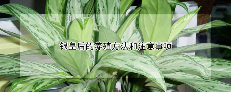 银皇后的养殖方法和注意事项（银皇后的养殖方法和注意事项水培）