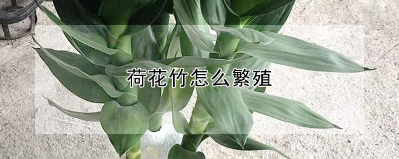 荷花竹怎么繁殖 荷花竹怎么繁殖视频