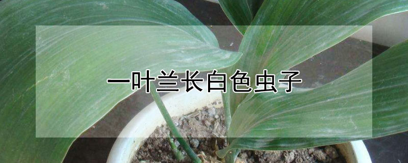 一叶兰长白色虫子 一叶兰长白色虫子是什么虫