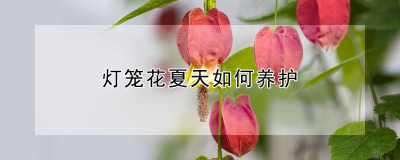 灯笼花夏天如何养护 灯笼花夏天如何养护和浇水