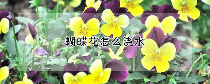 蝴蝶花怎么浇水 蝴蝶花怎么保养