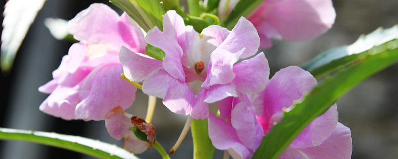 重瓣凤仙花怎样养护（重瓣凤仙花怎样养护和浇水）