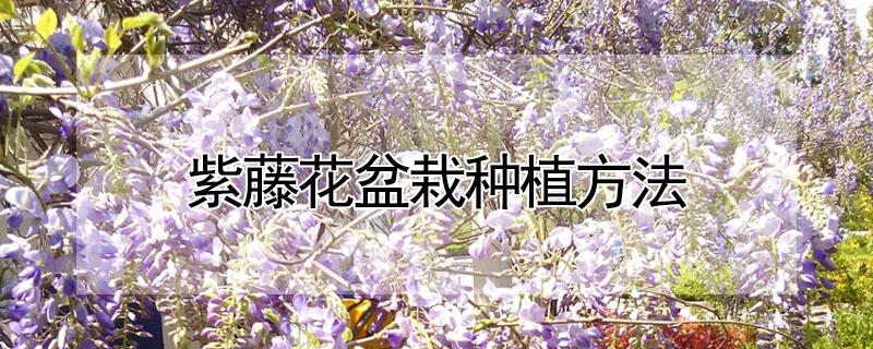 紫藤花盆栽种植方法 紫藤浇水的正确方法