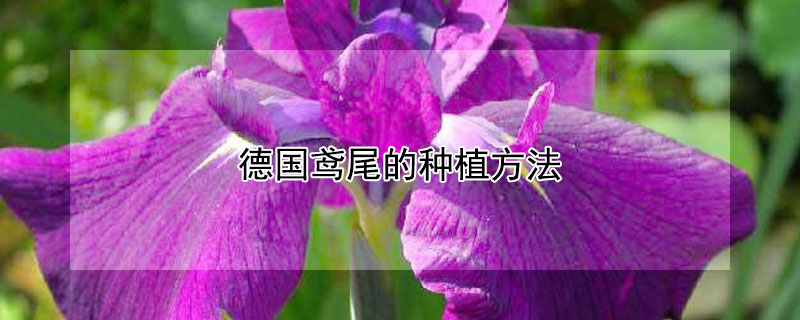 德国鸢尾的种植方法 德国鸢尾的种植方法图
