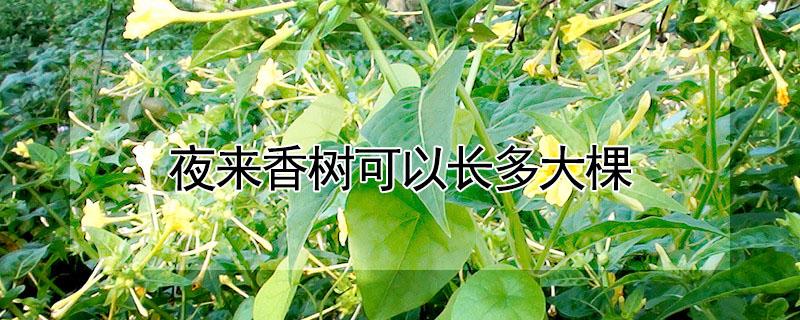 夜来香树可以长多大棵（夜来香树可以长多大棵呢）
