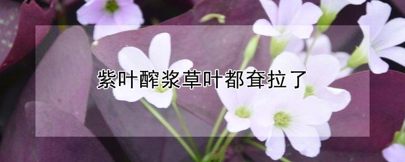 紫叶醡浆草叶都耷拉了 紫叶醡浆草的养殖方法和注意事项
