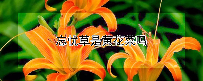 忘忧草是黄花菜吗（忘忧草是黄花菜吗蚂蚁庄园）