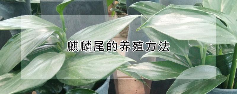 麒麟尾的养殖方法 麒麟尾的种植方法