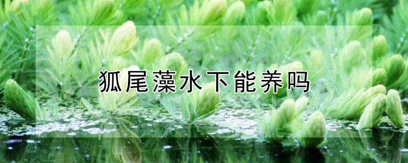 狐尾藻水下能养吗（狐尾藻水下能养吗视频）