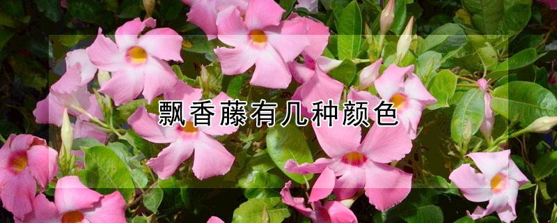 飘香藤有几种颜色（飘香藤都有什么颜色）