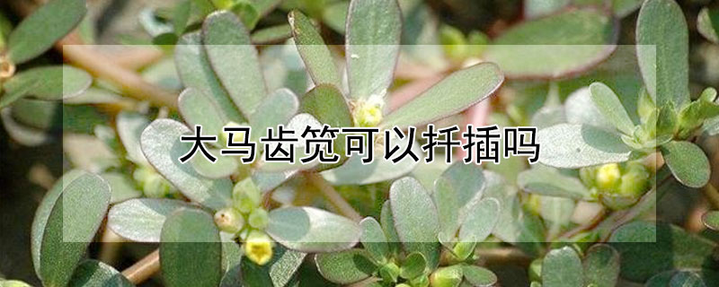 大马齿笕可以扦插吗（大马齿笕风水）