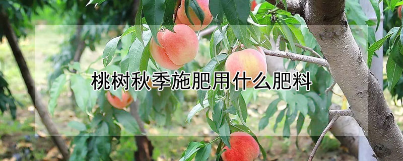 桃树秋季施肥用什么肥料 桃树秋季施肥用什么肥料最好
