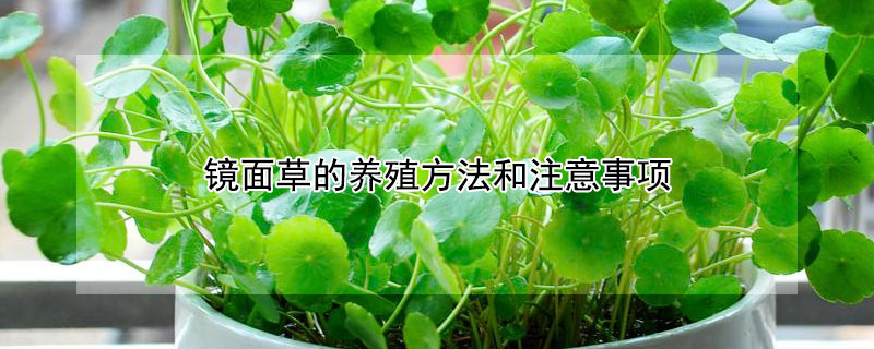 镜面草的养殖方法和注意事项（镜面草的风水作用）