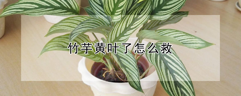 竹芋黄叶了怎么救 竹芋黄叶了怎么救活