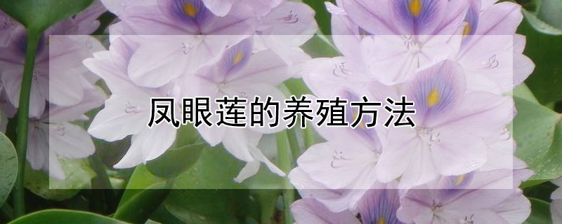 凤眼莲的养殖方法 凤眼莲的养殖方法视频
