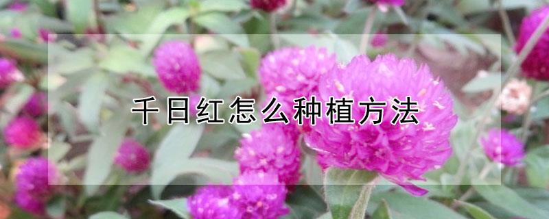 千日红怎么种植方法（千日红怎么种植方法图片）