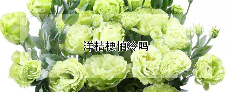 洋桔梗怕冷吗（洋桔梗花怕冷吗）